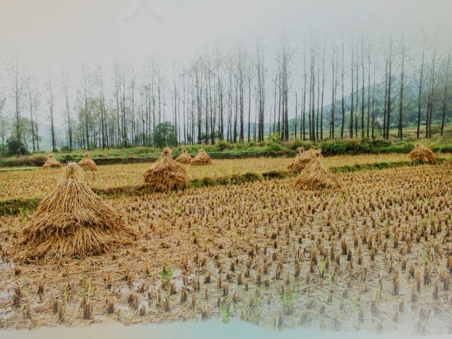 肥土不废，，，，，，，沃土“搬家”
